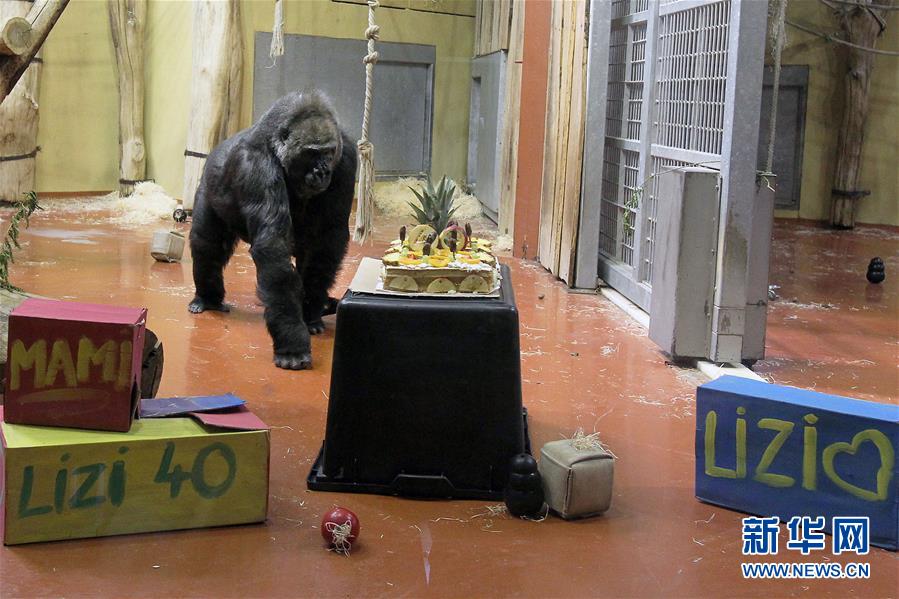 （國際）（1）布達(dá)佩斯動物園母猩猩利賽爾迎來40歲生日