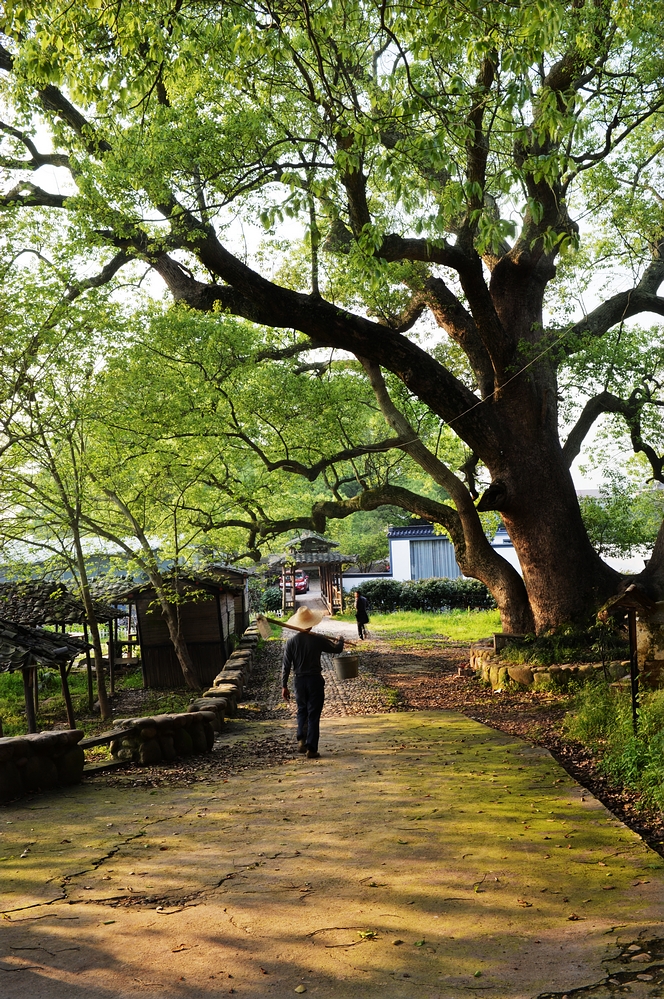  嚴(yán)村樟樹灣