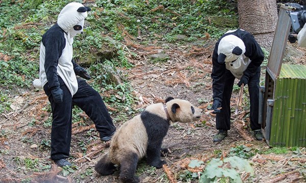 為拍野生熊貓 攝影師披上“熊貓皮”