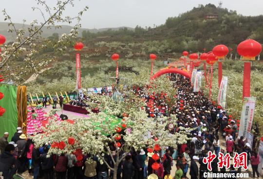 甘肅和政萬頃高原梨花盛開引數(shù)萬游客入山游玩（圖）