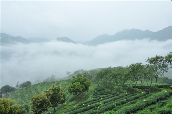 蘆田山國飲藝生態(tài)茶園1