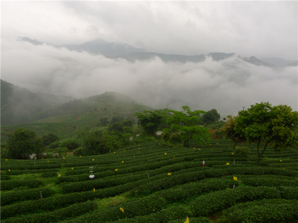 茶之生態(tài)（林清杰攝影）